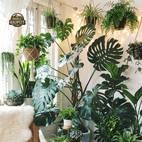 Indoor Plants