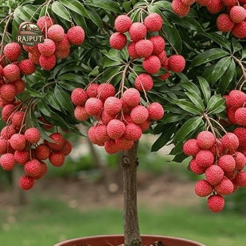 Fruit Trees